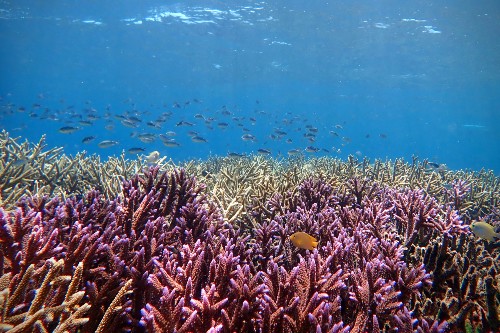 Healthy coral reef - credit Tim Lamont